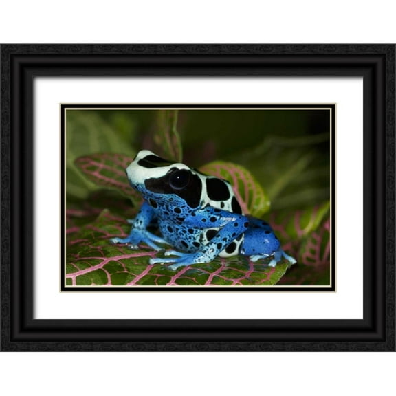 Flaherty, Dennis 18x13 Black Ornate Wood Framed with Double Matting Museum Art Print Titled - South America, Surinam Patricia poison dart frog