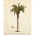 thumbnail image 3 of Fisk, Arnie 12x14 Black Modern Framed Museum Art Print Titled - Date Palm Illustration Â&nbsp;Â&nbsp;Â&nbsp;Â&nbsp;Â&nbsp;Â&nbsp;Â&nbsp;Â&nbsp;Â&nbsp;Â&nbsp;Â&nbsp;Â&nbsp;Â&nbsp;Â&nbsp;, 3 of 5