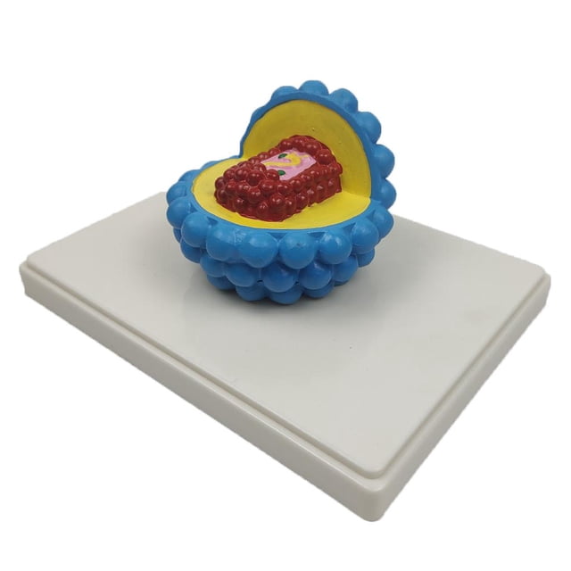 Modelo de muestra de gérmenes de VIH / SIDA Clase biológica Piezas del modelo de prueba de laboratorio Suministros de laboratorio CUTICAT Enseñanza básica de muestras