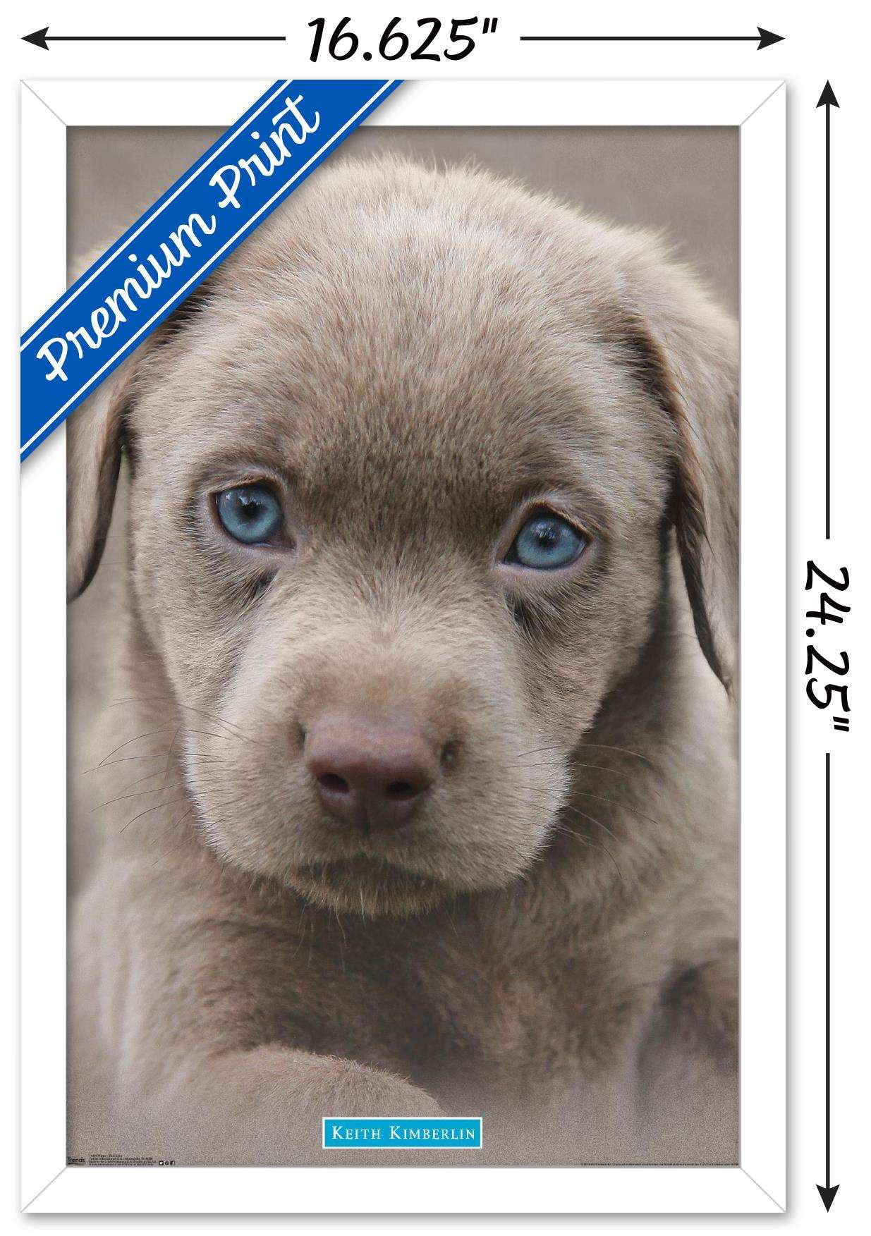 Keith Kimberlin - Puppy - Blue Eyes Wall Poster, 14.725" x 22.375", Framed