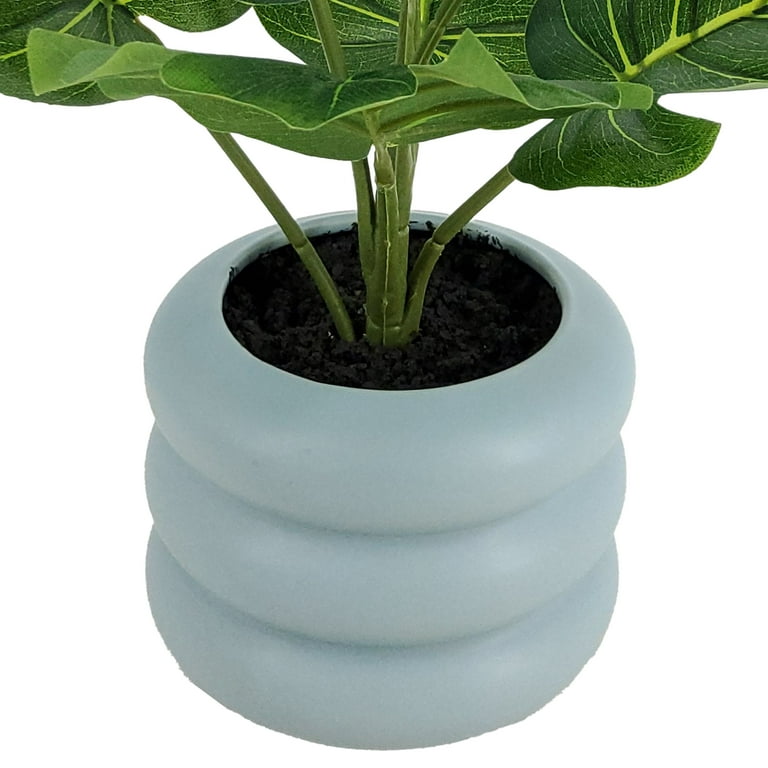 philodendron erubescens green Philodendron 'Imperial Green'
