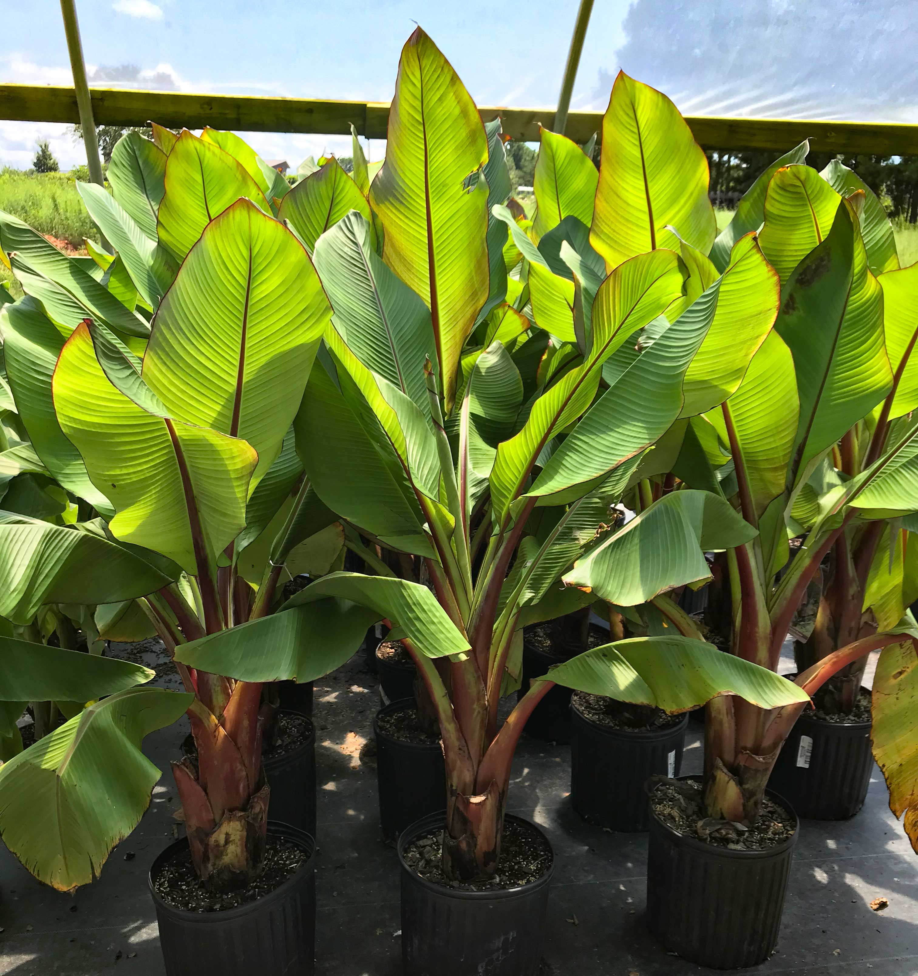Banana Plant Live Plants, Tropical Green Foliage for Patio, Garden, or Indoor Spaces