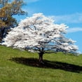 thumbnail image 3 of Flowering Dogwood Tree 'White Flowering Dogwood', 3 of 7
