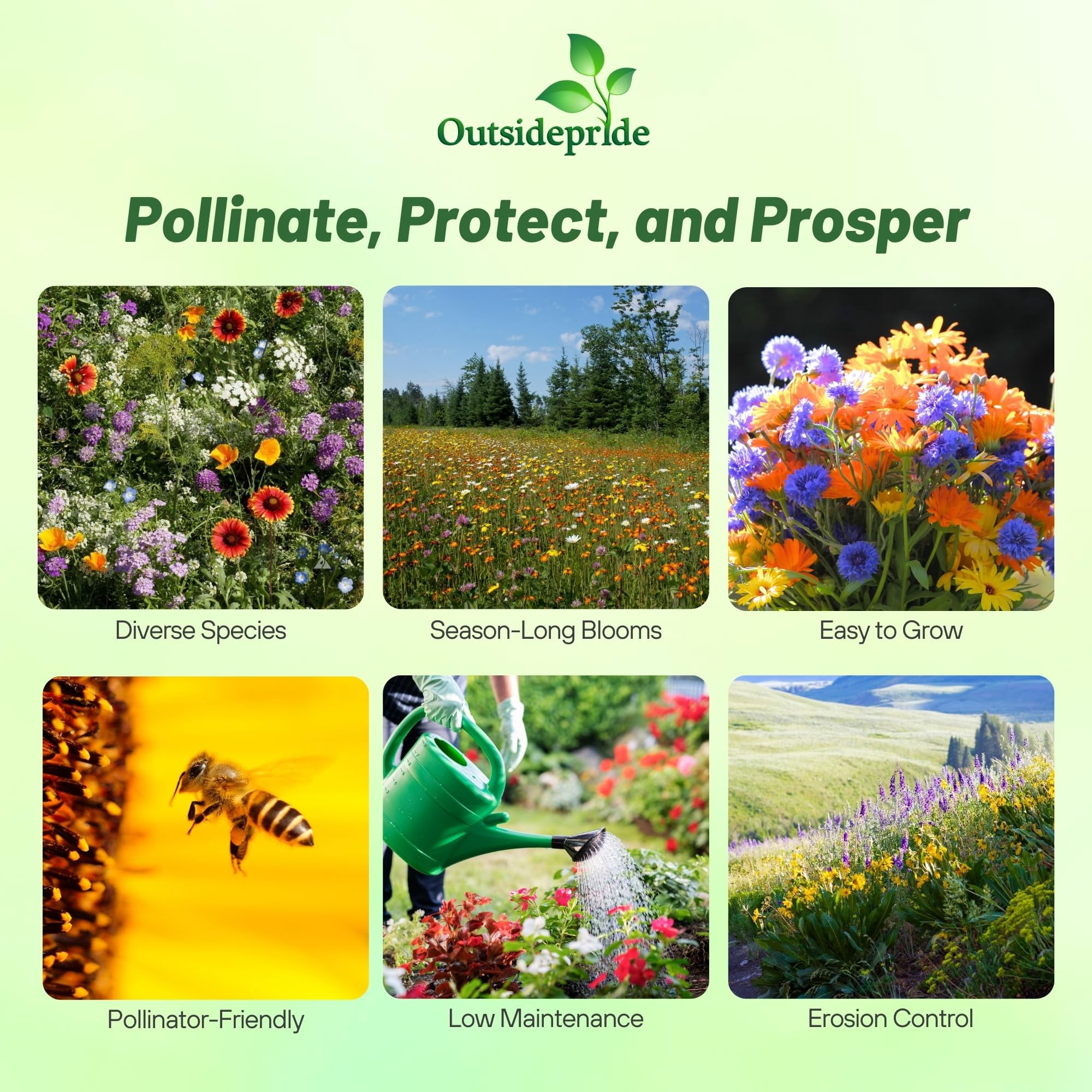 Outsidepride 1 lb. Insectary Wild Flower Seed Mix Attracting Beneficial Insects