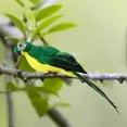 thumbnail image 4 of serony Simulation Parrot Statue Party Favors for Patio Yard Lawn Home Wall Tree Green, 4 of 9