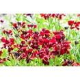 thumbnail image 3 of 100 Mixed Colors FALSE BABYSTARS Showy Lianthus Leptosiphon Androsaceus Red Pink Purple White Yellow Orange Flower Seeds, 3 of 3