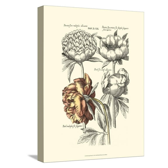 Art.com Tinted Floral I Stretched Canvas Print Wall Art by Besler Basilius, 12" x 16"