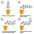 thumbnail image 3 of 90 Degree Plant Bender Lst Clips Plant Holder Gardening Tool For Low Stress Training, 3 of 5