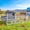 Gray, variant on Elleree Large Wooden Chicken Coop with Run and Nesting Box Poultry Cage for 6-8 Chickens,Duck & Hen House Rabbit Hutch for Farm & Backyard