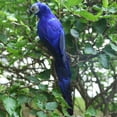 thumbnail image 3 of Parrot Figurines Birds Statue Model Garden Yard Plant Tree Decor Blue, 3 of 8