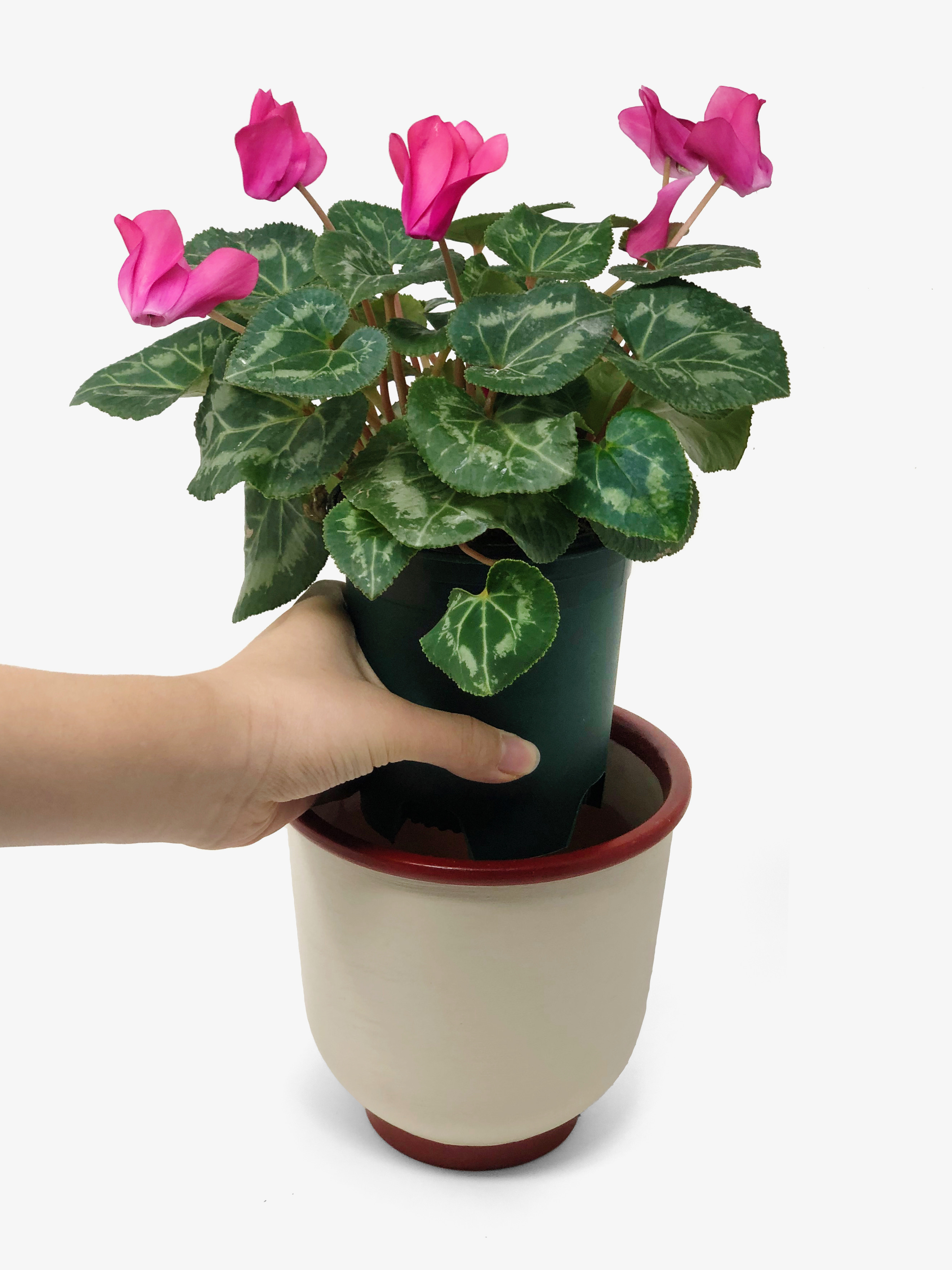 Cotta Planters 30-Pack 0.5 Gallon Plastic Nursery Plant Pots, Heavy Duty BPA-Free Recycled Plastic, Green