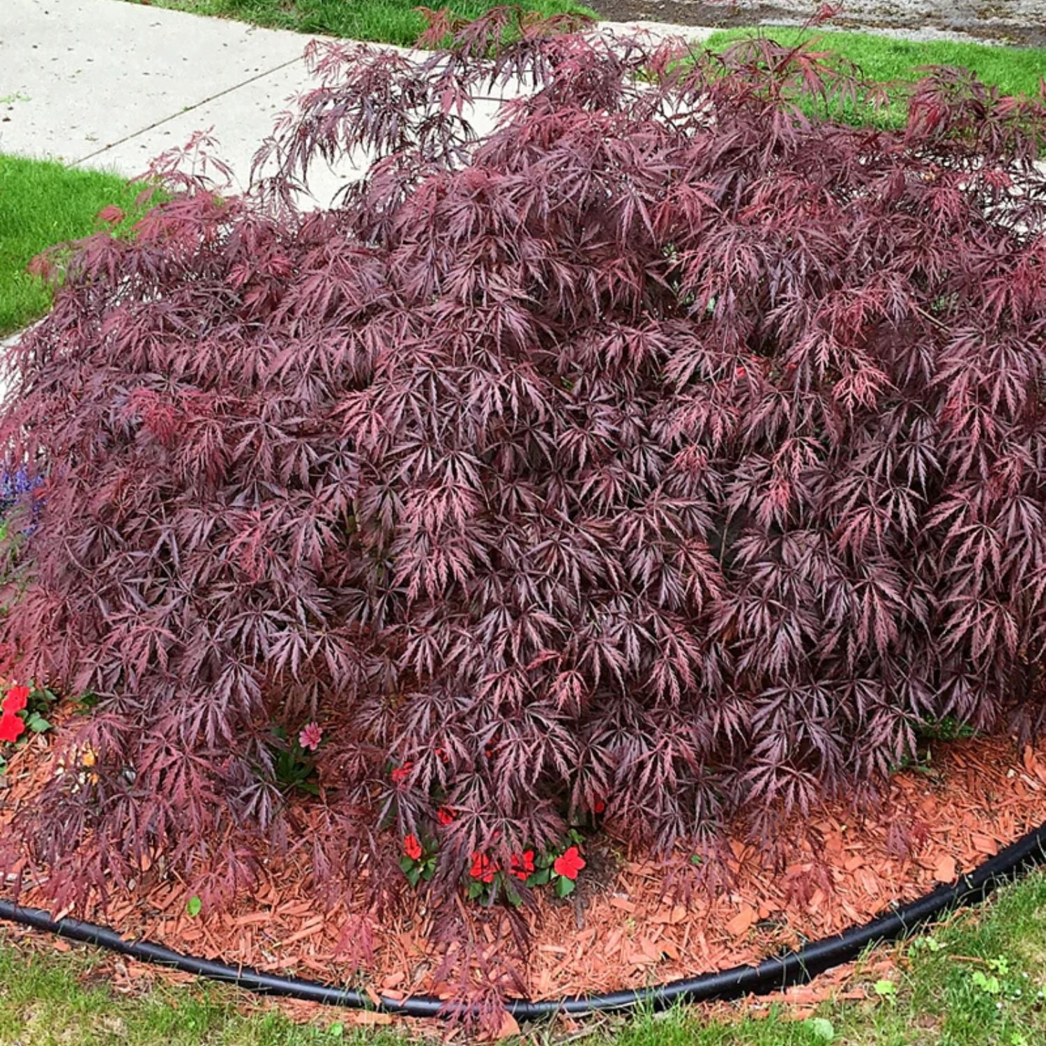 Expert Gardener 4-5' Maple Japanese Tamukeyama Live Tree in 2 gal. Grower Pot
