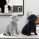 thumbnail image 5 of Producto de Lujo Moderno Nórdico, Cuentas de Punto, Decoración de Perro, Animal Doméstico, Adornos Artesanales de Resina A, 5 of 5