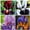 B, variant on Iris for Planting-(Non-Artificial)-Gorgeous Multicolored Blossoms, Easy Care & Quick Sprouting, Perennial Flowering, Great for Yard Decor