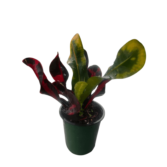 Mamey Croton - 4" Pot - Colorful House Plant