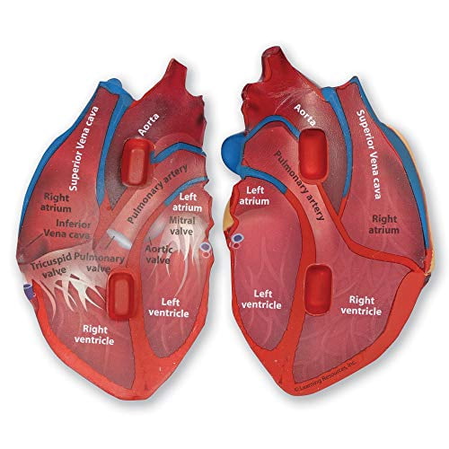 Learning Resources Soft Foam Cross-Section Human Heart Model - 2 Pieces, Ages Boys and Girls 7+ Science Exploration Tools, STEM Classroom Activities