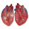 thumbnail image 3 of Learning Resources Soft Foam Cross-Section Human Heart Model - 2 Pieces, Ages Boys and Girls 7+ Science Exploration Tools, STEM Classroom Activities, 3 of 4