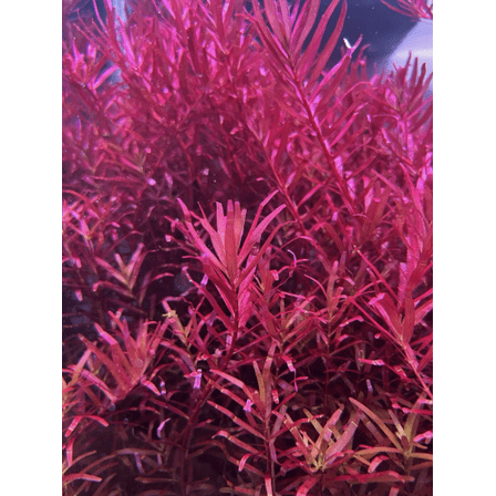 Rotala Colorata – 8 Live Stems Red Freshwater Aquarium Plant for Planted Tanks