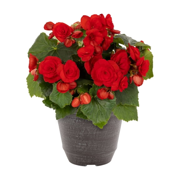 Better Homes & Gardens 3QT Red Begonia Live Annual Plant Arden Decorative Pot Partial Shade