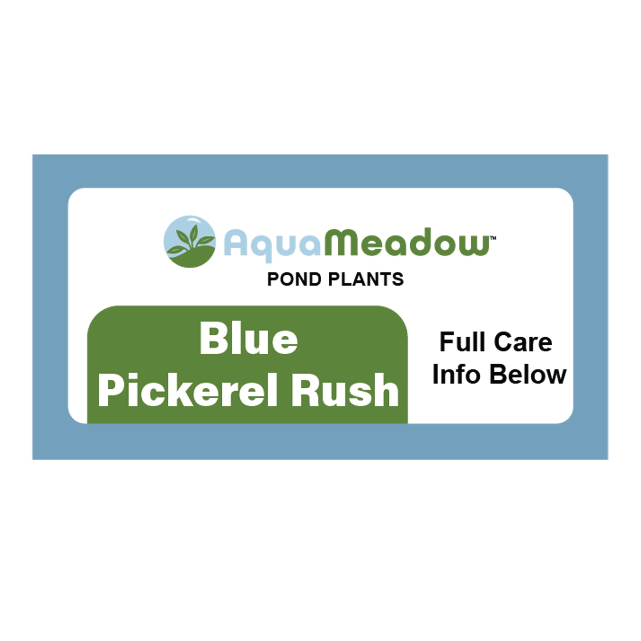 AquaMeadow Blue Pickerel Rush Potted Reg 3ct