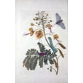 thumbnail image 2 of Merian, Sybilla 17x24 White Modern Wood Framed Museum Art Print Titled - Tropical flower,Butterfly,  plate 45, 2 of 4