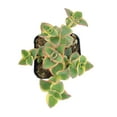 thumbnail image 6 of Calico Kitten Crassula (6"+ Clay Pot) - Live Easy to Care Succulent - Adorable Succulent Gift Idea - Healthy Succulent, 6 of 10