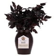 thumbnail image 3 of My Texas House Halloween Layered Foliage Arrangement in Vase, Plum, 20", 3 of 5