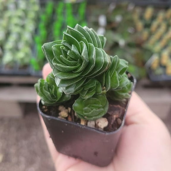 Buddha’s Temple Crassula Pyramidalis Live Succulent, 2 inch Pot