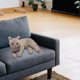 thumbnail image 1 of Almohada muñeca de peluche Hugo gato realista para oficina sala de estar dormitorio Gris, 1 of 10