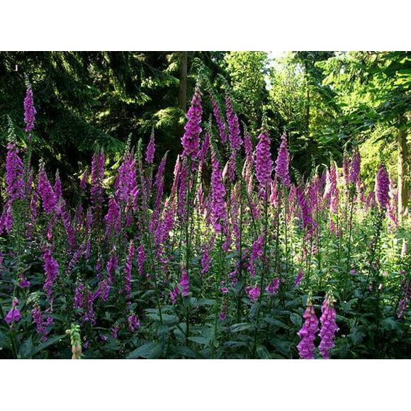 1000 FOXGLOVE EXCELSIOR MIX Digitalis Purpurea Mixed Colors Flower Seeds