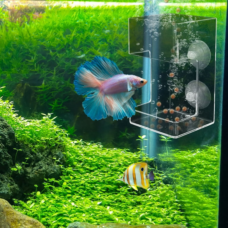 Feeding Rings for Surface Feeding Fish: Ultimate Guide to Success