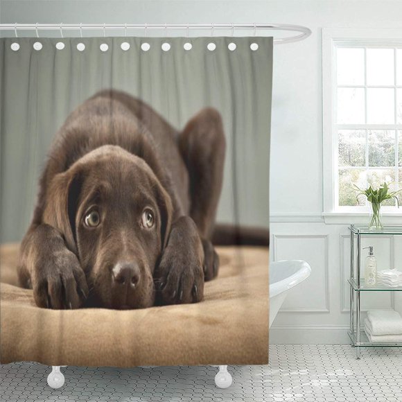 SUTTOM Beau Adorable Chiot de Laboratoire en Chocolat Doux Joli Mignon Labrador Rideau de Douche 60x72 Pouces