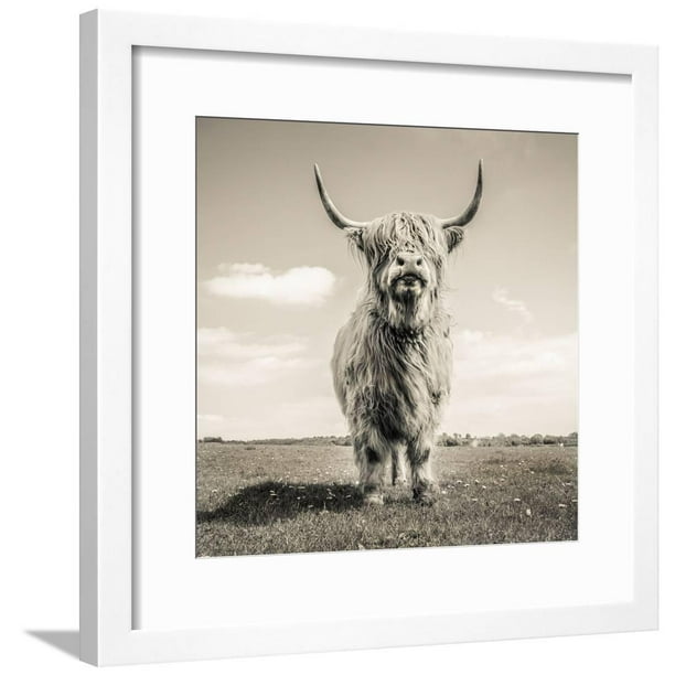 Close Up Portrait Of Scottish Highland Cattle On A Farm Framed - Scottish Highland Cow Framed Picture Close Up Portrait Of Scottish Highland Cattle On A Farm Framed - Scottish Highland Cow Framed Picture