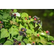 50 *Seeds BLACK RASPBERRY Rubus Leucodermis Fruit Bush Vine Seeds
