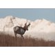 thumbnail image 3 of Fotografía de invierno Vida salvaje Oso pardo Alce Lobo Bosque Arroyo nevado Póster Pinturas en lienzo Arte de pared Imágenes Decoración del hogar, 3 of 5