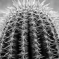 thumbnail image 2 of Phillip, Jamie 20x20 Gold Ornate Wood Framed with Double Matting Museum Art Print Titled - Prickly Bulb 2, 2 of 4
