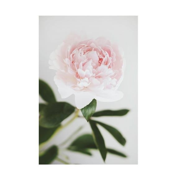 Trademark Fine Art Pictufy Studio III Peony 10 Canvas Wall Art
