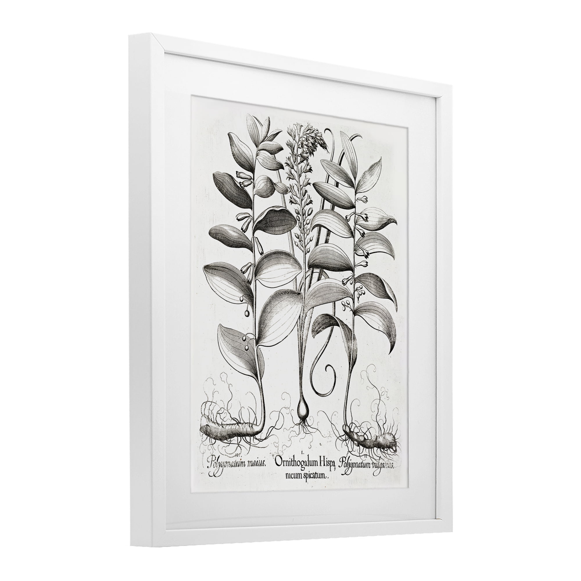Vintage Botanical Root Study White Framed Print Under Glass, design by Lettered and Lined