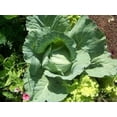 thumbnail image 3 of 500 FLAT DUTCH Late CABBAGE Brassica Oleracea Capitata Vegetable Seeds, 3 of 3