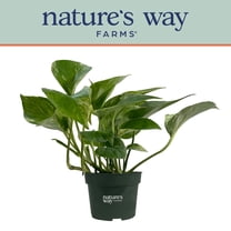 Nature's Way Farms Pothos Marble Queen Live Plant (7-11 inches tall) in growers pot