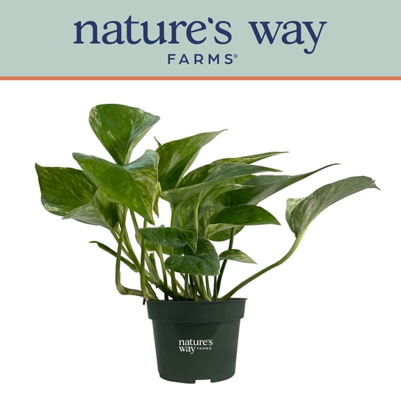Nature's Way Farms Pothos Marble Queen Live Plant (7-11 inches tall) in growers pot
