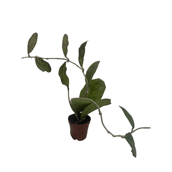Hoya Finlaysonii - Live Vining Wax Plant - 2" Pot