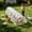 White-A, variant on 120"x18" Durable Foldable Chicken Run Tunnel Tractor Portable For Outside Coop Ccessories Runs For Yard With Cover Ball Cage House Plastic Swing Enclosure Small Large Jaula Para