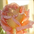 thumbnail image 1 of Diamante bordado flores con gotas de rocío redondo DIY diamante pintura decoración Likrtyny decoración de arte, 1 of 9