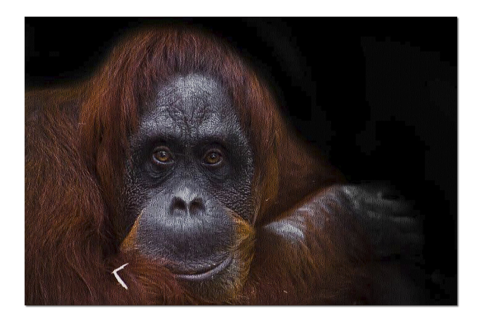 Close Up Face of Orangutan on Black Background 9003339 Close Up Face of Orangutan on Black Background 9003339