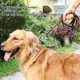 thumbnail image 3 of Leather Dog Lead Braided Brown Leather Pet Leash Dog Training Lead Rope Pet Walking Leads For Medium Large Dogs, 3 of 4