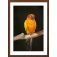 thumbnail image 2 of Art.com Sun Conure Photographic Print by Lynn M^ Stone, Brown Frame Wall Art, 17" x 23", 2 of 5