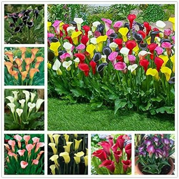 Calla Lily Bulbs Planting Bulbs,Ornamental,Garden,Attractive,Experience,Perennial Herbs,Home Decoration(Hard-Resistant,Seedless,Non-Artificial)