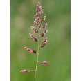 thumbnail image 2 of 1000 Graines de Roseau Ruban Varié Canari Phalaris Arundinacea, 2 of 3