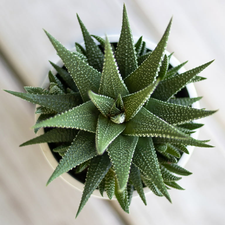 United Nursery 4 Pack of Live Zebra Plant Green and White Succulent Plants in 4in Grower Pots, Size: 4 inch